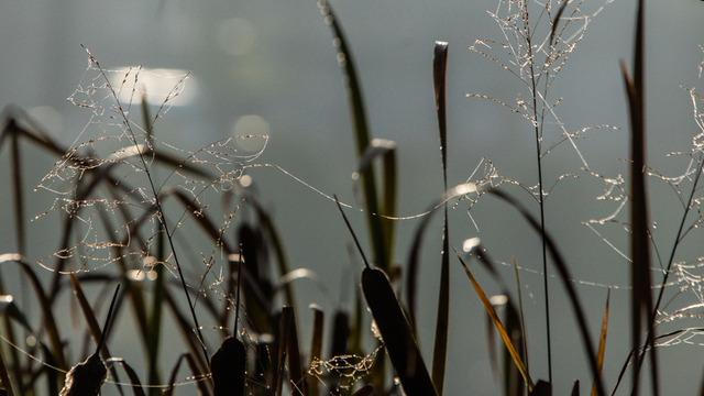 В Калининградской области в последний день зимы потеплеет до +14°C