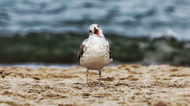 Усилится ветер и немного похолодает: погода в Калининградской области на первый день весны