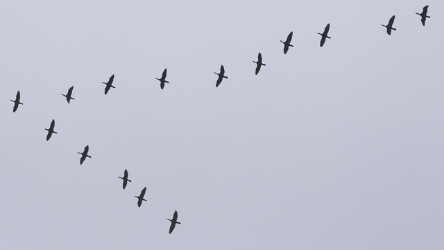 В Калининградскую область вернулись первые чибисы и гуси (фото, видео) 