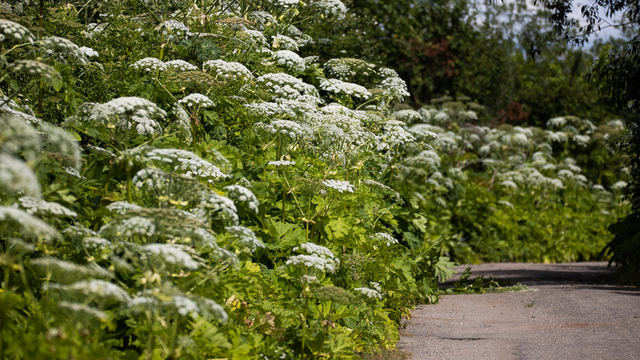Калининградским дачникам пора начинать борьбу с борщевиком: за опасные инвазивные виды на участке начинают штрафовать  