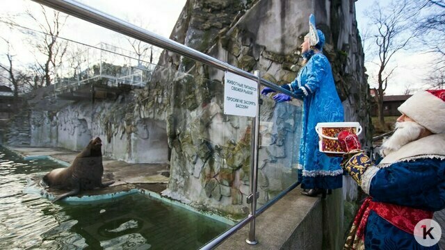 В Калининградском зоопарке под угрозой временного закрытия оказался вольер для ластоногих