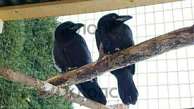 «Искали Фиделя, а спасли малышат»: калининградка, разыскивающая своего ворона, приютила двух птенцов (фото)  