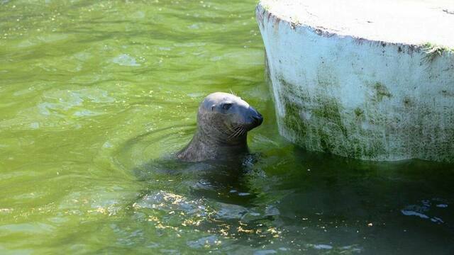 На дом для тюленей в зоопарке Калининграда деньги попросили у федералов