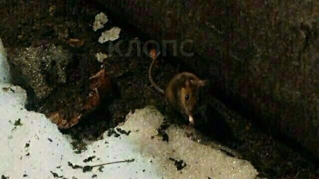Упитанные и наглые: в Калининграде с наступлением весны активизировались крысы (видео)  