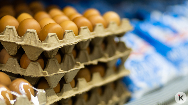 К 2030 году Калининградская область будет полностью обеспечивать себя молоком и яйцами — Беспрозванных 