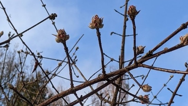 Что натворил в саду мороз: как искать проблемы и зачем делать «пробу ножом», рассказал калининградский агроном 