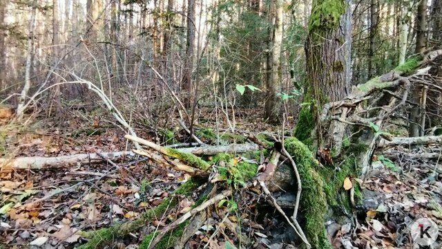 В Калининградской области многодетную семью послали за бесплатными дровами в лес  