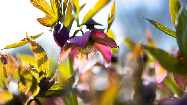 Сухая и тёплая погода в Калининградской области задержится как минимум на две недели — синоптики