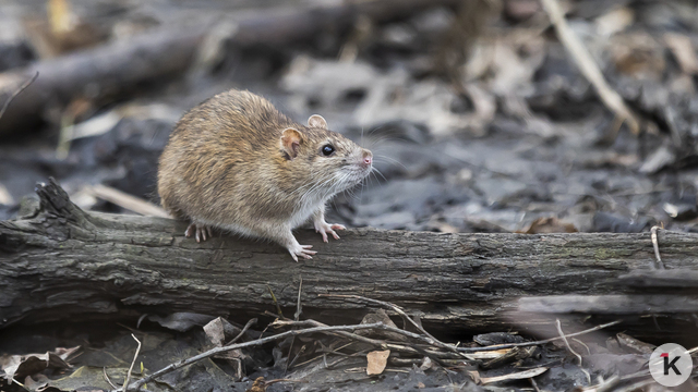 «Вот те раз, опять сюрприз — снова стало много крыс»: музыкальный дайджест калининградских новостей за неделю (видео)  