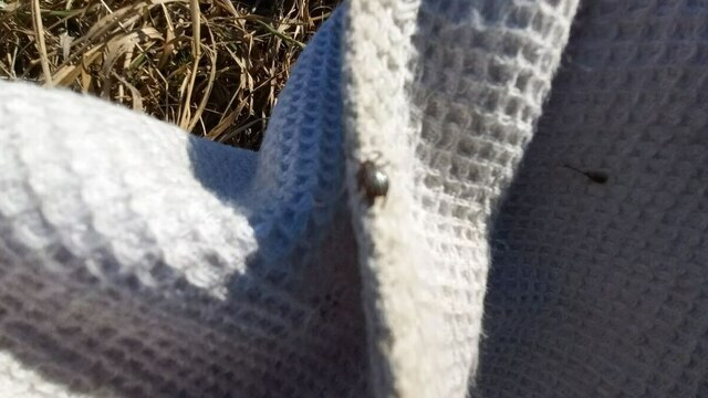 В Калининградской области проснулись клещи — переносчики риккетсиозов (фото)  