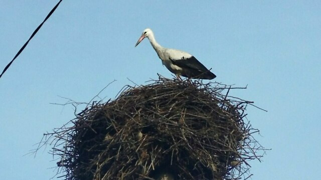 В Калининградской области заметили аиста, который ждёт свою вторую половинку (фото)  