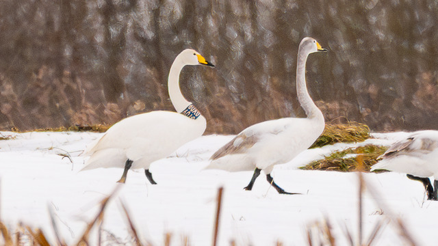 Лебедя-кликуна, прилетевшего к нам из Латвии, калининградка встретила в Светловском округе (фото)  