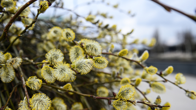 Холодно ночью, тепло днём: прогноз погоды на праздники в Калининграде