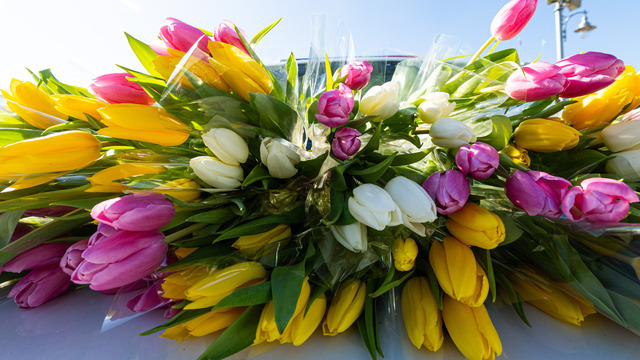 Тюльпаны от 120 рублей: в Калининград перед 8 Марта привезли 3 миллиона цветов