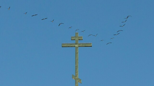 В Калининград возвращаются журавли