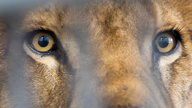 «Поломанный лев»: в Калининградском зоопарке объяснили, как помогают Тиграну освоить повадки сородичей (видео)