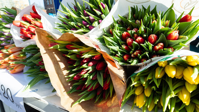 Тюльпаны от 120 рублей: в Калининград перед 8 Марта привезли 3 миллиона цветов