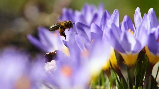 Калининградцев предупредили о первой волне весенней аллергии