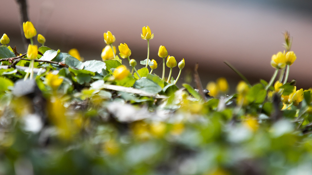 Не суши одежду на улице и прислушайся к пению птиц: народные приметы на 9 марта