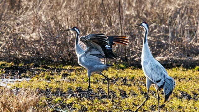 Журавли, Калининградская область
