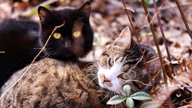 Весна пришла. Коты в курсе (фоторепортаж)  