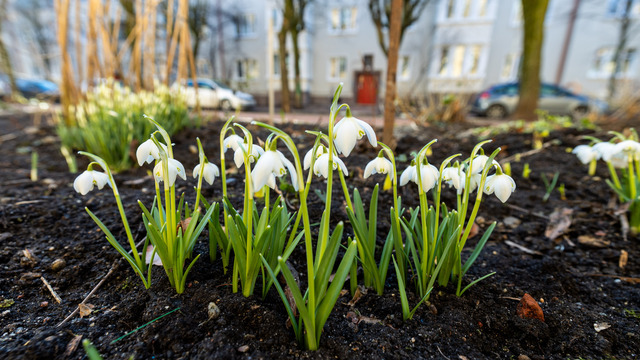Подснежники, Калининград