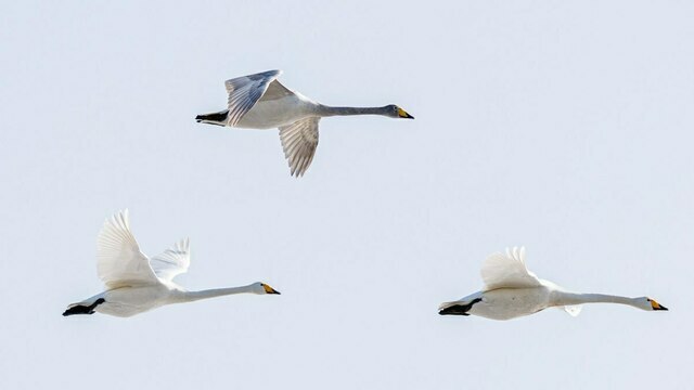 Грация журавлей и полёт лебедей: в небе над Калининградской областью появились первые стаи (фото)