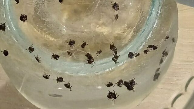 Жители Гурьевского округа после прогулок с собаками снимают с питомцев десятки клещей (фото)  