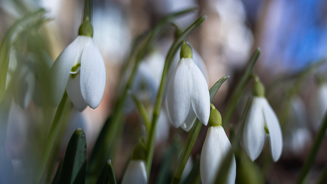 Подснежники можно, а ветреницу — нет: о чём нужно помнить калининградцам, чтобы не нарваться на штраф  
