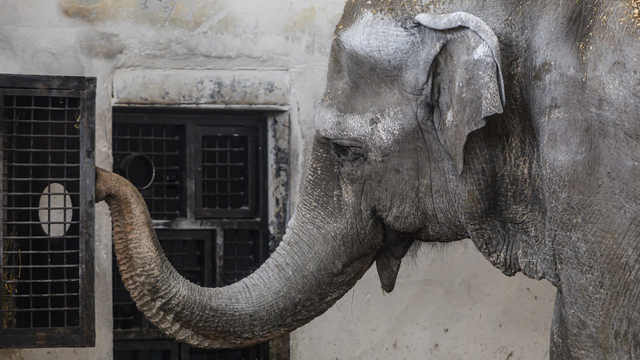 Не выдержало сердце: стала известна причина смерти слонихи Преголи 