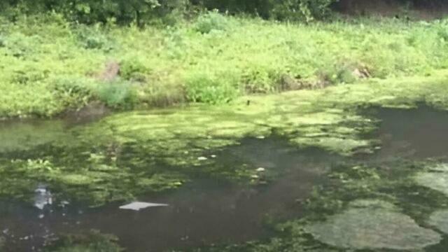 Ущерб на 250 млн рублей: Арбитражный суд обязал «Балтптицепром» возместить вред за сброс опасных сточных вод