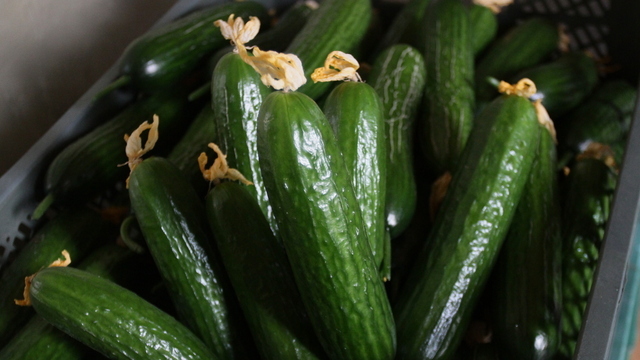 Калининградские огурцы не попали в региональную программу доступных цен