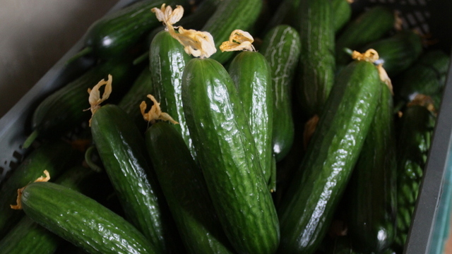 Калининградские огурцы не попали в региональную программу доступных цен