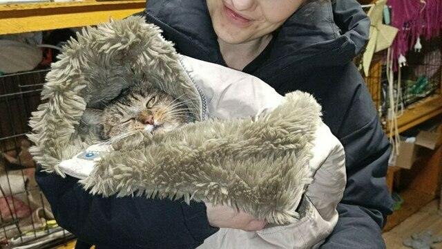 Гермиону захлопнули в подвале: калининградский приют во время морозов принимал в пять раз больше бездомных кошек (фото)  