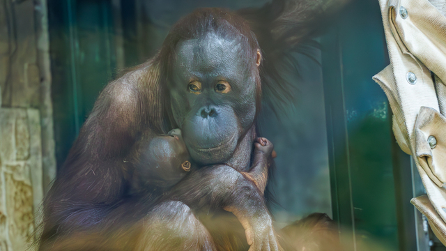 В Калининградском зоопарке показали малыша-орангутана