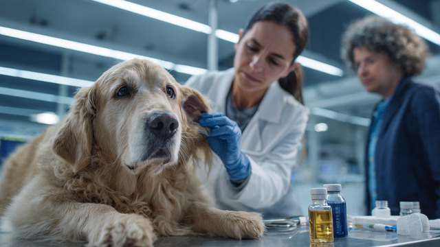 В ветклиники Калининграда приводят всё больше укушенных клещами собак  