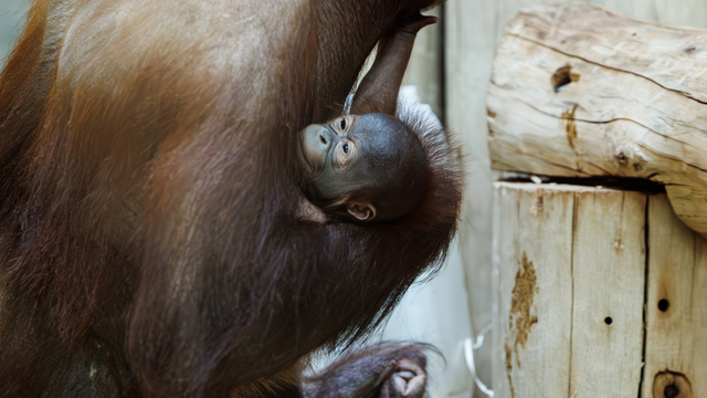 В Калининградском зоопарке у пары орангутанов родился малыш (дополнено - фото) 