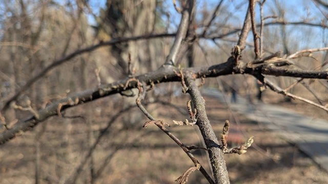 Не спешите обрезать: калининградский агроном рассказал про ошибки садоводов ранней весной