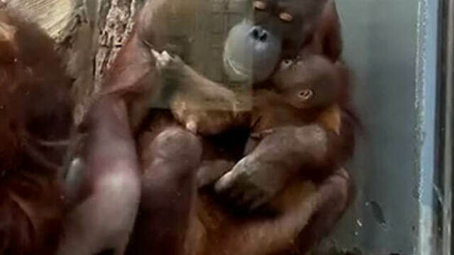 В Калининградском зоопарке у орангутанов Ноны и Антона родился детёныш (видео)