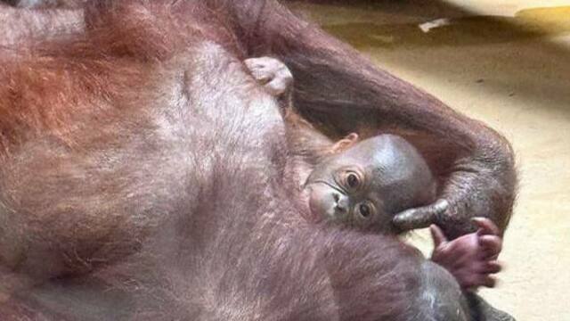 В Калининградском зоопарке у пары орангутанов родился малыш
