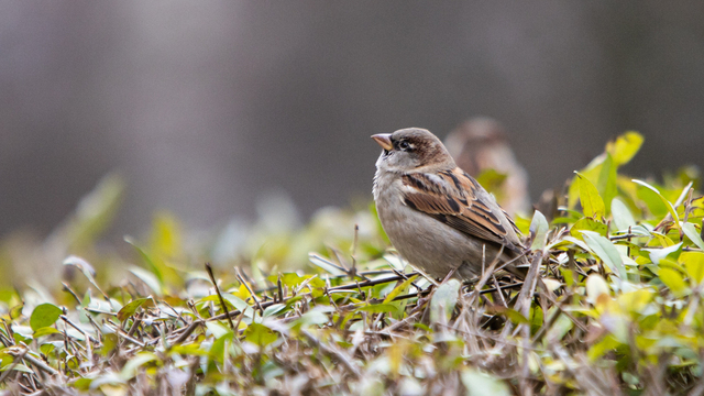 Дожди и похолодание: как изменится погода в Калининградской области в начале недели