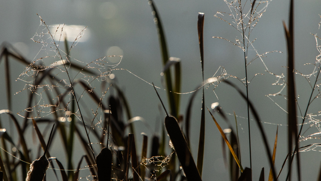 До +19 градусов: синоптики рассказали о погоде в Калининградской области в субботу