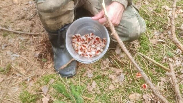 Десять кубов мусора и первые грибы сезона: месячник лесных субботников стартовал в Калининградской области (фото)  