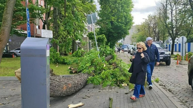 Дело о падении дерева на девушку в центре Калининграда передано в суд