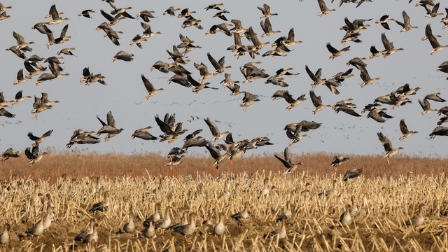 Не вмещаются ни в глаза, ни в объектив: через Калининградскую область мигрируют тысячи гусей (фото, видео)