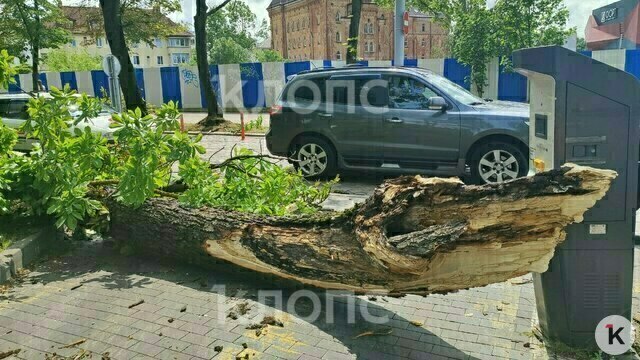 В Калининграде будут судить 39-летнего управляющего компанией, на земле которой упало дерево и убило девушку 