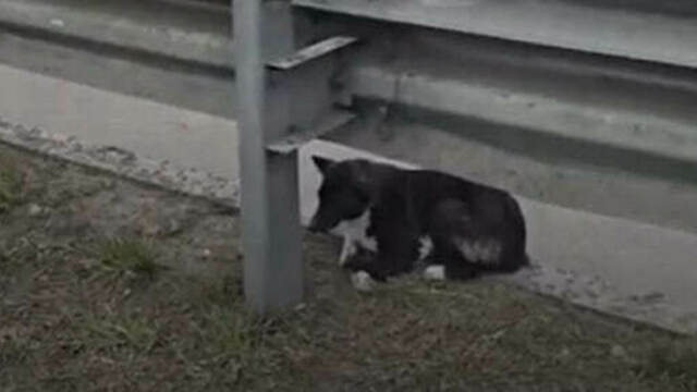 Лежала с переломанными лапами между потоков машин: калининградские волонтёры и водители спасли сбитую собаку