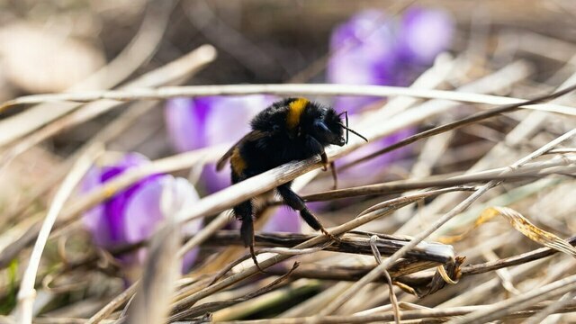 Фото дня: калининградский шмель уже устал от первых весенних хлопот