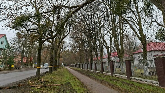«Вы не представляете, как страшно»: в Калининграде сухие сучья огромного старого дерева валятся прямо на тротуар (фото)  