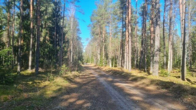 В Верхненеманском лесу на этой неделе планируют навести порядок на 258 квадратных километрах  